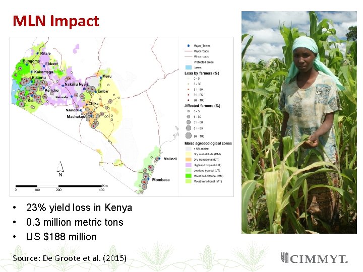 MLN Impact • 23% yield loss in Kenya • 0. 3 million metric tons