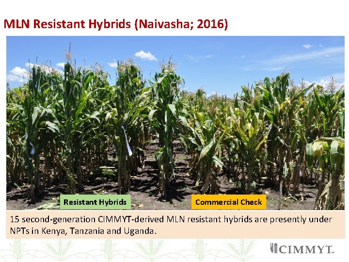 MLN Resistant Hybrids (Naivasha; 2016) Resistant Hybrids Commercial Check 15 second-generation CIMMYT-derived MLN resistant