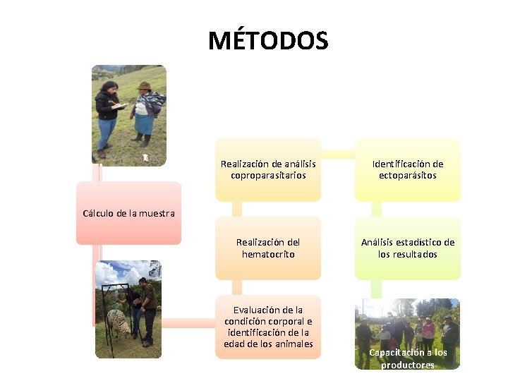 MÉTODOS Realización de análisis coproparasitarios Identificación de ectoparásitos Realización del hematocrito Análisis estadístico de