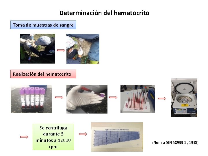 Determinación del hematocrito Toma de muestras de sangre Realización del hematocrito Se centrifuga durante