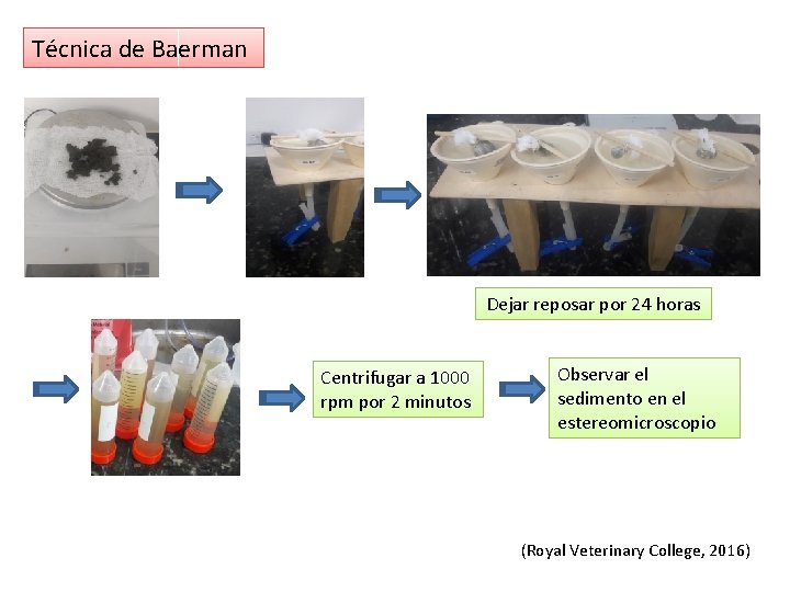 Técnica de Baerman Dejar reposar por 24 horas Centrifugar a 1000 rpm por 2