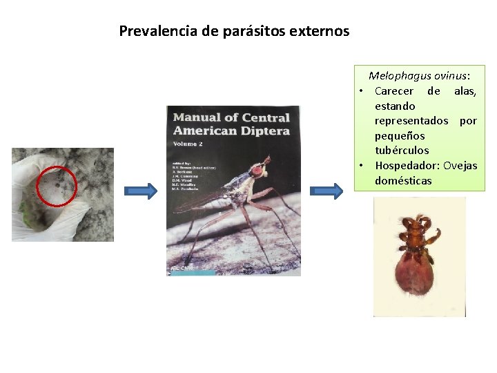 Prevalencia de parásitos externos Melophagus ovinus: • Carecer de alas, estando representados por pequeños