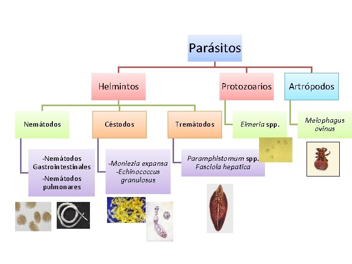 Parásitos Helmintos Nemátodos -Nemátodos Gastrointestinales -Nemátodos pulmonares Céstodos -Moniezia expansa -Echinococcus granulosus Protozoarios Tremátodos