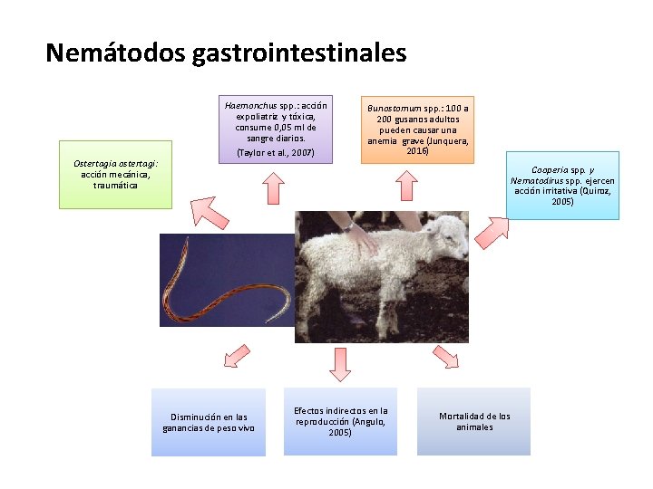 Nemátodos gastrointestinales Ostertagia ostertagi: acción mecánica, traumática Haemonchus spp. : acción expoliatriz y tóxica,