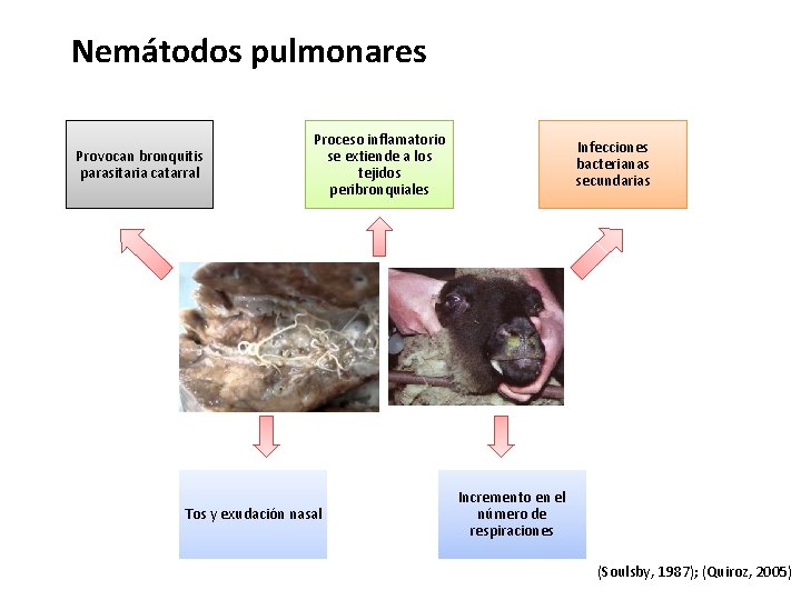 Nemátodos pulmonares Provocan bronquitis parasitaria catarral Proceso inflamatorio se extiende a los tejidos peribronquiales