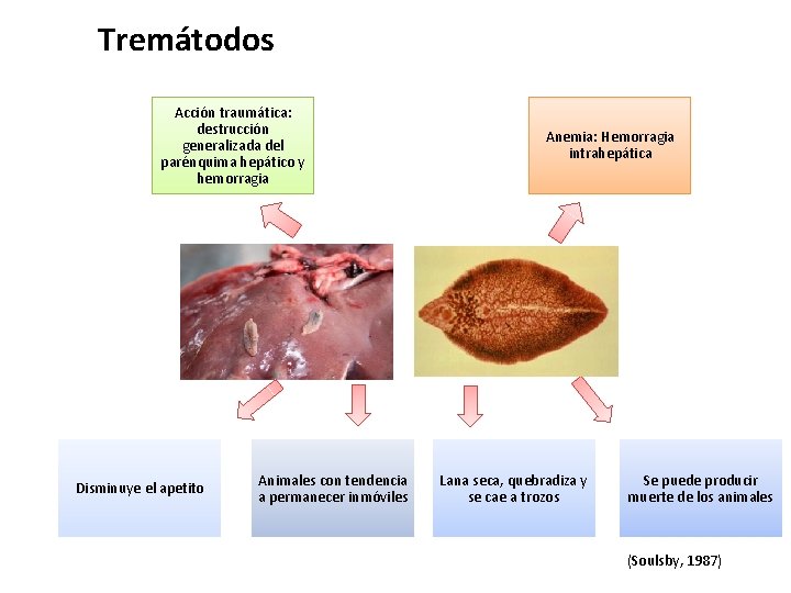 Tremátodos Acción traumática: destrucción generalizada del parénquima hepático y hemorragia Disminuye el apetito Animales