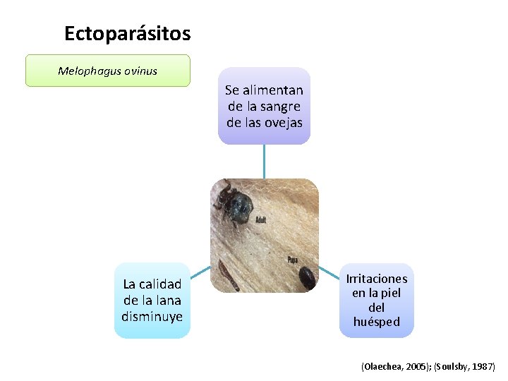 Ectoparásitos Melophagus ovinus Se alimentan de la sangre de las ovejas La calidad de