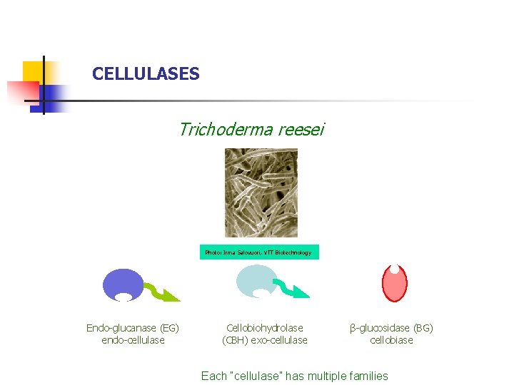 CELLULASES Trichoderma reesei Photo: Irma Salovuori, VTT Biotechnology Endo-glucanase (EG) endo-cellulase Cellobiohydrolase (CBH) exo-cellulase