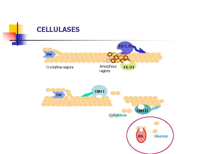 CELLULASES EG I, II SW Crystalline regions SW Amorphous regions EG III CBH II