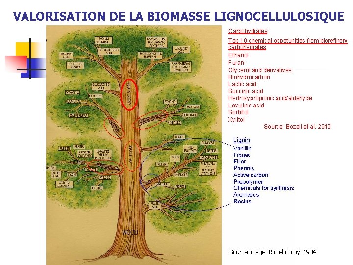 VALORISATION DE LA BIOMASSE LIGNOCELLULOSIQUE Carbohydrates Top 10 chemical oppotunities from biorefinery carbohydrates Ethanol