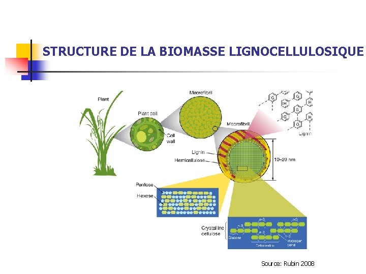 STRUCTURE DE LA BIOMASSE LIGNOCELLULOSIQUE Source: Rubin 2008 