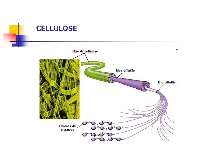 CELLULOSE 