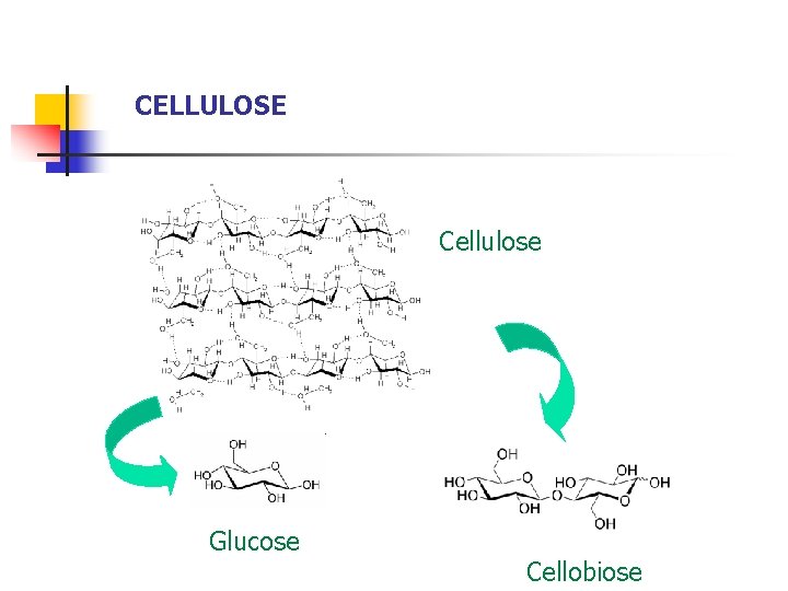 CELLULOSE Cellulose Glucose Cellobiose 