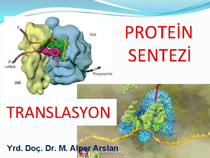 PROTEİN SENTEZİ TRANSLASYON Yrd. Doç. Dr. M. Alper Arslan 