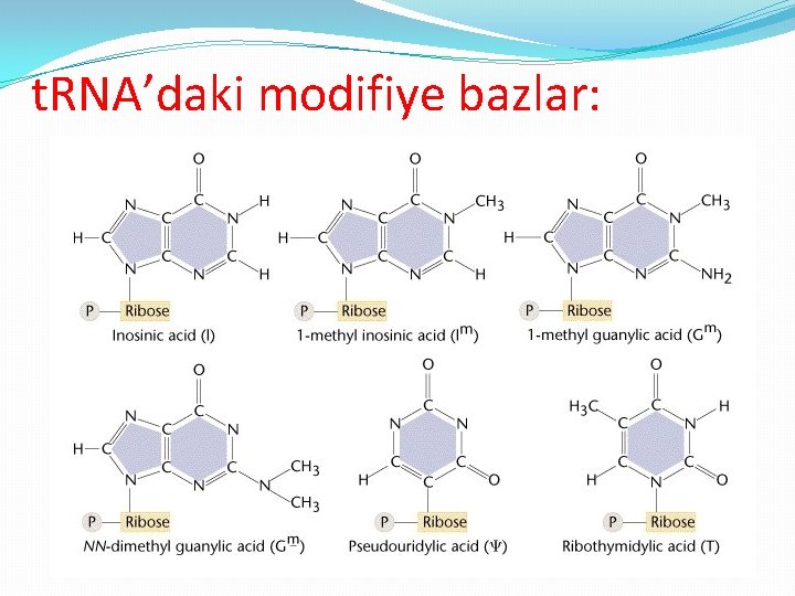 t. RNA’daki modifiye bazlar: 