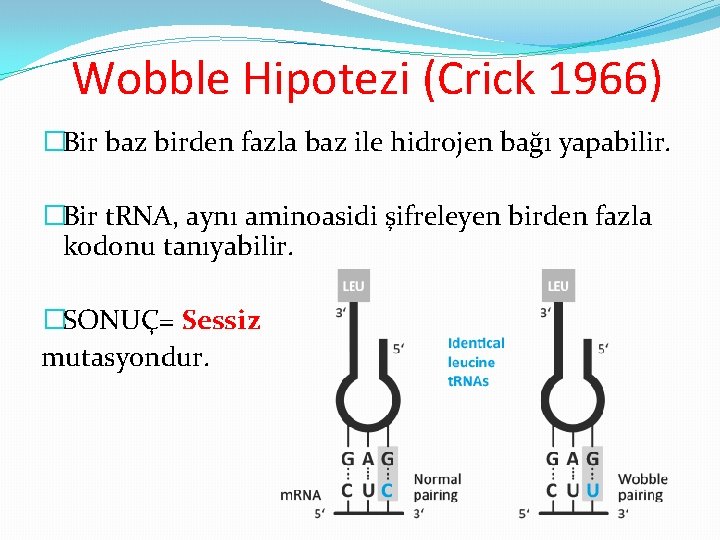 Wobble Hipotezi (Crick 1966) �Bir baz birden fazla baz ile hidrojen bağı yapabilir. �Bir