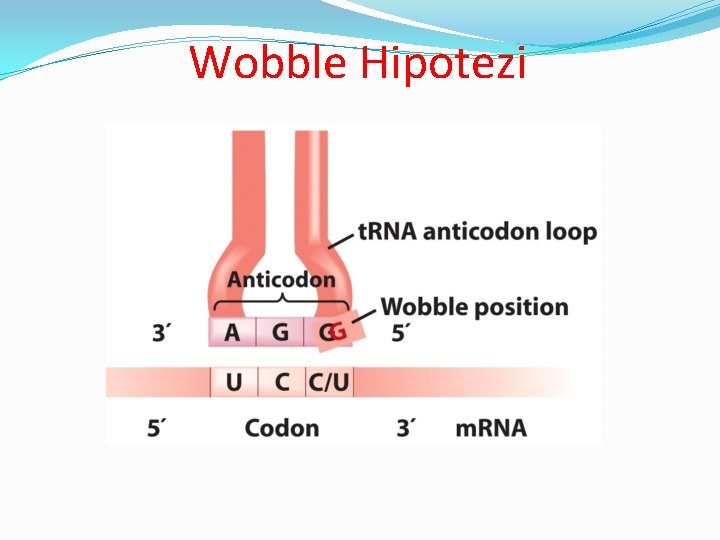 Wobble Hipotezi 