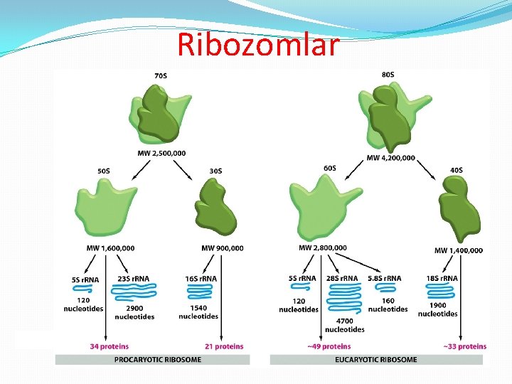 Ribozomlar 