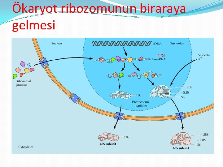 Ökaryot ribozomunun biraraya gelmesi 47 S 