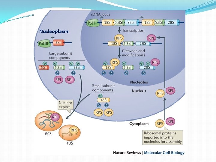 Nucleoplasm 