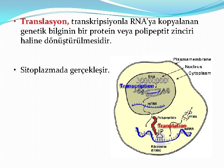  • Translasyon, transkripsiyonla RNA’ya kopyalanan genetik bilginin bir protein veya polipeptit zinciri haline