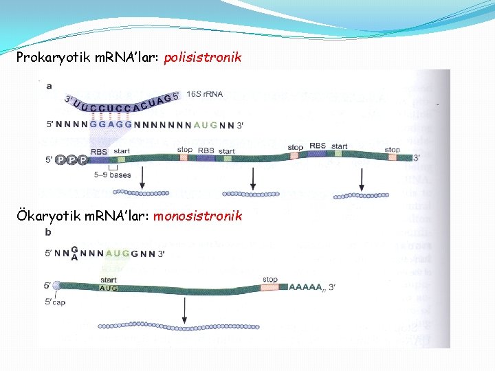 Prokaryotik m. RNA’lar: polisistronik Ökaryotik m. RNA’lar: monosistronik 