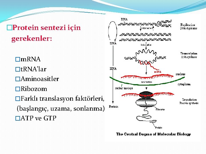 �Protein sentezi için gerekenler: �m. RNA �t. RNA’lar �Aminoasitler �Ribozom �Farklı translasyon faktörleri, (başlangıç,