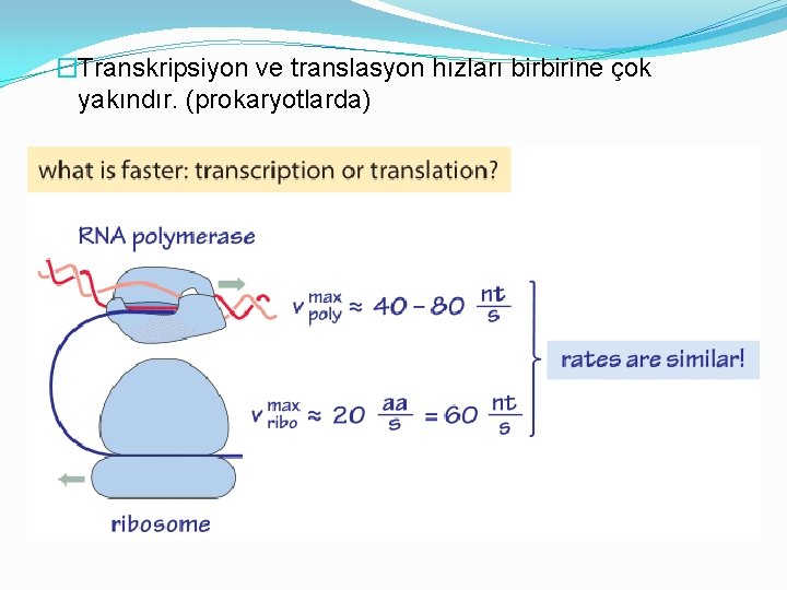 �Transkripsiyon ve translasyon hızları birbirine çok yakındır. (prokaryotlarda) 