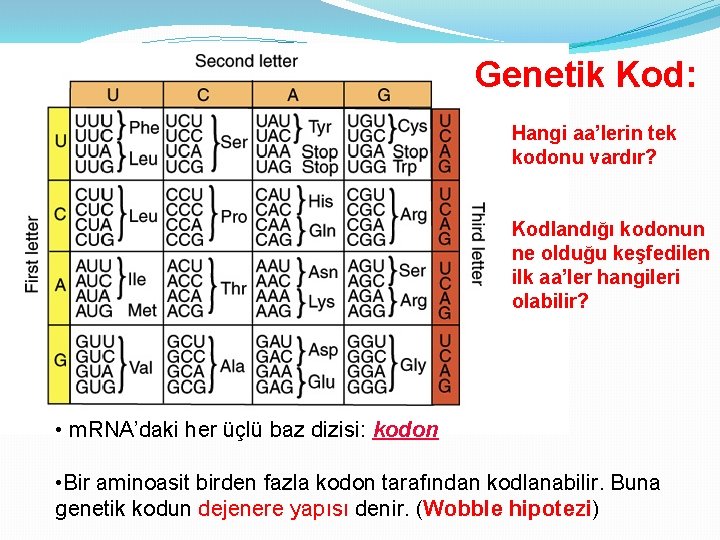 Genetik Kod: Hangi aa’lerin tek kodonu vardır? Kodlandığı kodonun ne olduğu keşfedilen ilk aa’ler