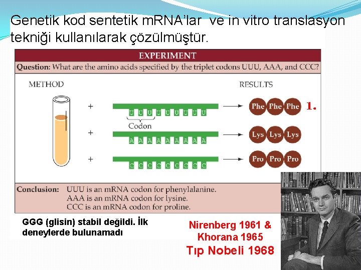 Genetik kod sentetik m. RNA’lar ve in vitro translasyon tekniği kullanılarak çözülmüştür. 1. GGG