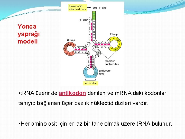 Yonca yaprağı modeli • t. RNA üzerinde antikodon denilen ve m. RNA’daki kodonları tanıyıp