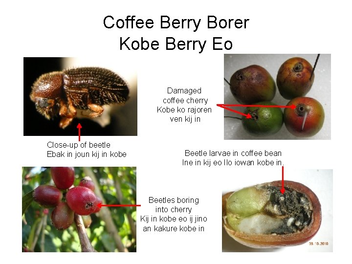 Coffee Berry Borer Kobe Berry Eo Damaged coffee cherry Kobe ko rajoren ven kij