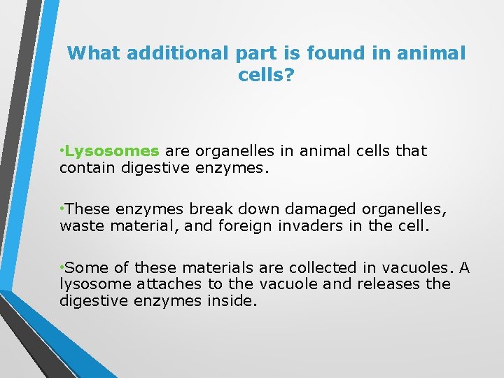 What additional part is found in animal cells? • Lysosomes are organelles in animal