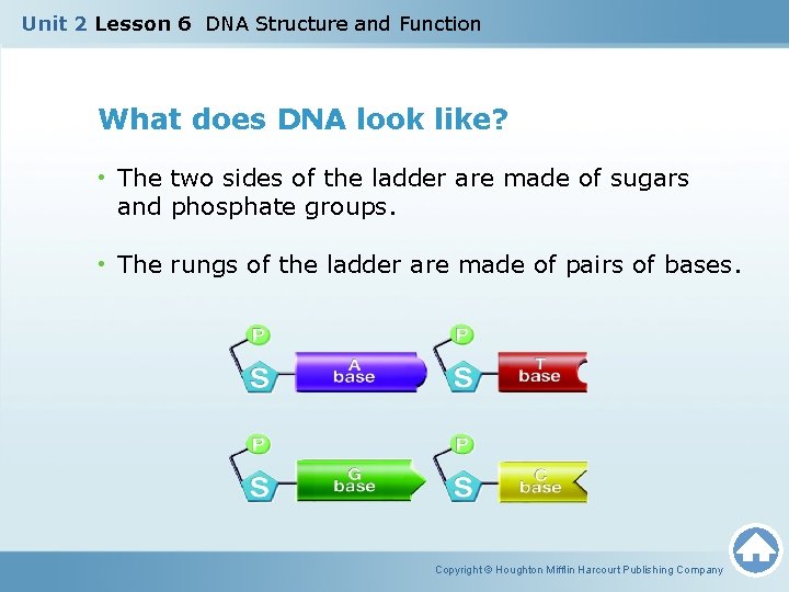 Unit 2 Lesson 6 DNA Structure and Function What does DNA look like? •