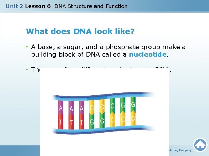 Unit 2 Lesson 6 DNA Structure and Function What does DNA look like? •