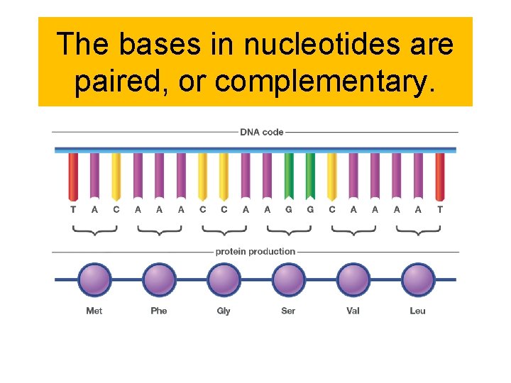 The bases in nucleotides are paired, or complementary. 