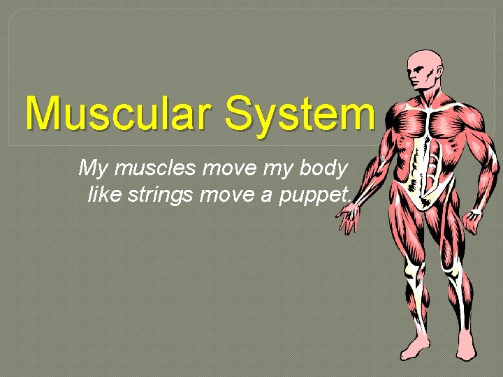 Muscular System My muscles move my body like strings move a puppet. 