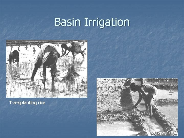 Basin Irrigation Transplanting rice 