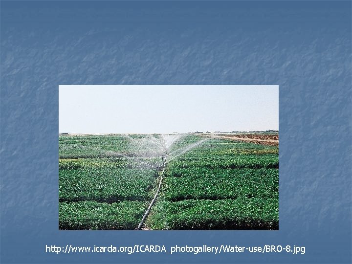 http: //www. icarda. org/ICARDA_photogallery/Water-use/BRO-8. jpg 