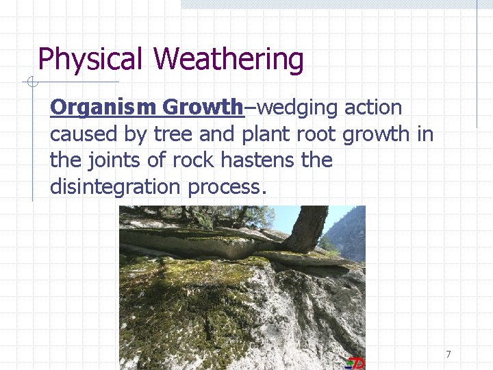 Physical Weathering Organism Growth–wedging action caused by tree and plant root growth in the