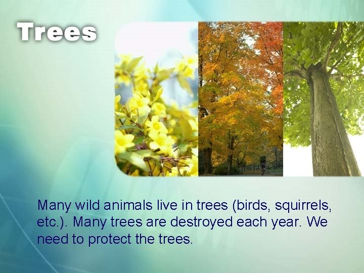 Many wild animals live in trees (birds, squirrels, etc. ). Many trees are destroyed