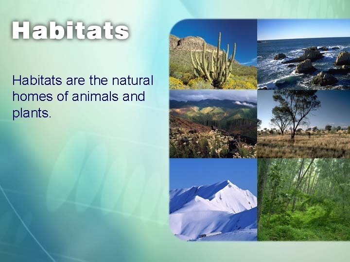 Habitats are the natural homes of animals and plants. 