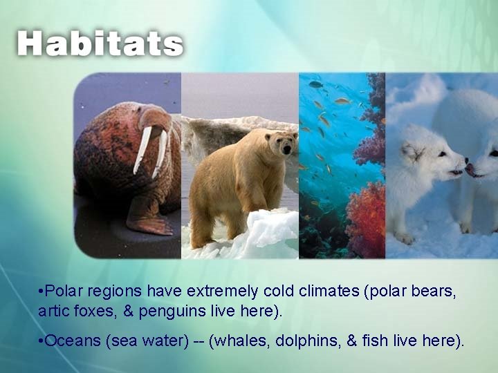  • Polar regions have extremely cold climates (polar bears, artic foxes, & penguins