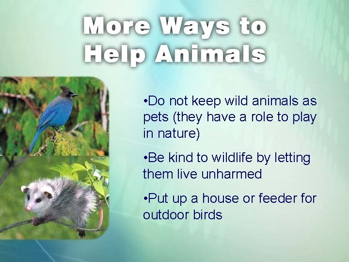  • Do not keep wild animals as pets (they have a role to