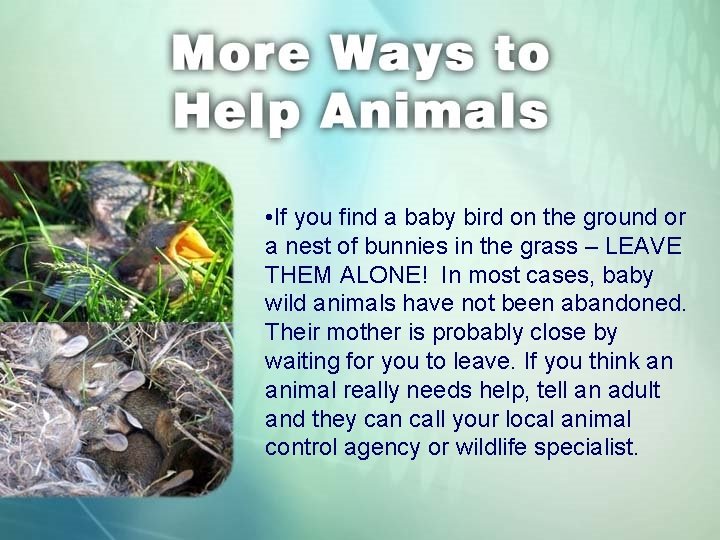  • If you find a baby bird on the ground or a nest