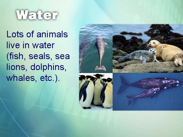 Lots of animals live in water (fish, seals, sea lions, dolphins, whales, etc. ).