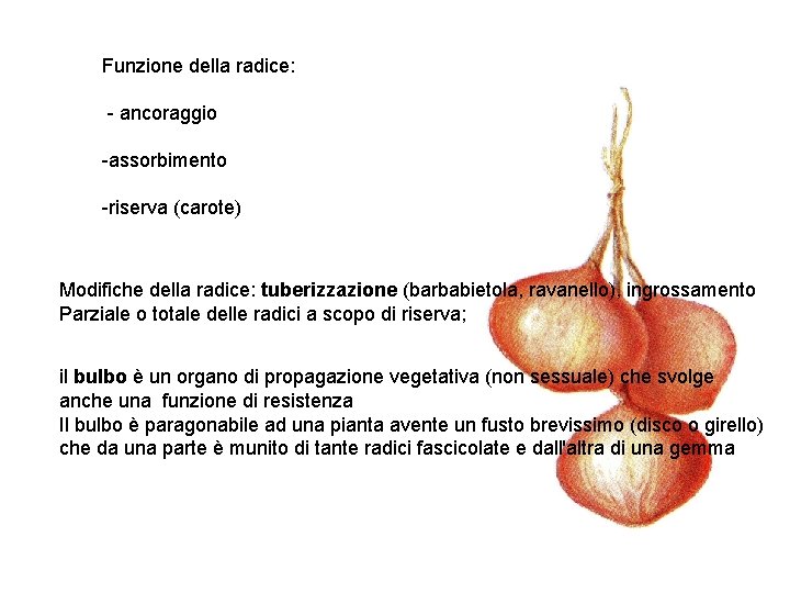 Funzione della radice: - ancoraggio -assorbimento -riserva (carote) Modifiche della radice: tuberizzazione (barbabietola, ravanello),