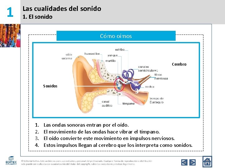 1 Las cualidades del sonido 1. El sonido Cómo oímos Cerebro 4 Sonidos 1