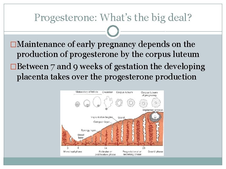 Progesterone: What’s the big deal? �Maintenance of early pregnancy depends on the production of