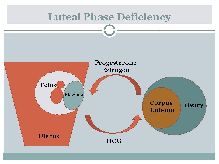 Luteal Phase Deficiency Progesterone Estrogen Fetus Placenta Corpus Luteum Uterus HCG Ovary 